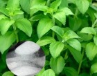 Stévie sladká (Stevia rebaudiana) cca 12 semen